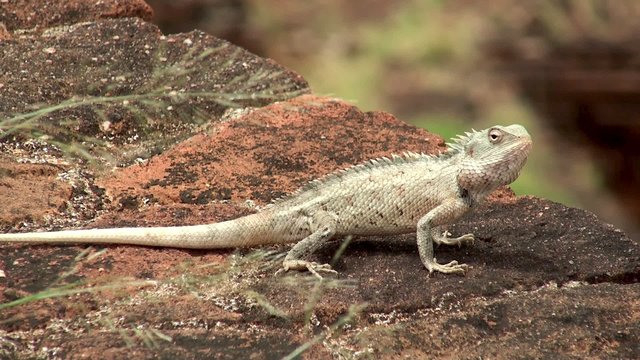 Oriental Garden Lizard