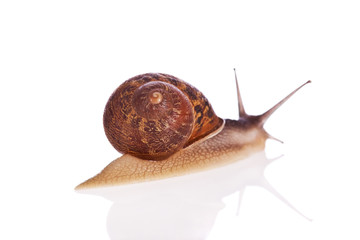 Garden snail (focus on shell) isolated on a white background