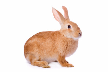 Curious young red rabbit isolated on white background