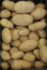Obraz premium patatas ecologicas