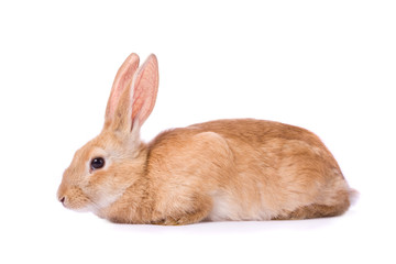 Obraz premium Timid young red rabbit isolated on white background..