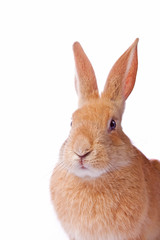 Obraz premium Portrait of young red rabbit isolated on white background