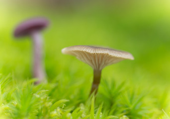 Small mushrooms