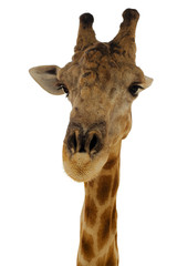 Giraffe Portrait vor weissem Hintergrund