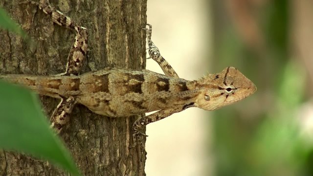 Oriental Garden Lizard