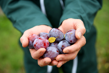 Closeup of fresh colorful plums