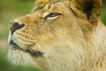Female lion close up