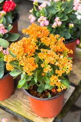 Kalanchoe house plant, close up