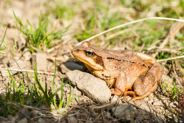 Common frog