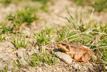 Common frog