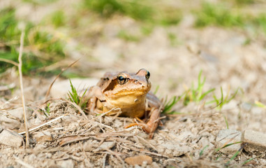 Common frog