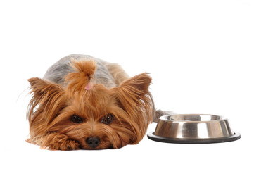 Hungry yorkshire terrier portrait