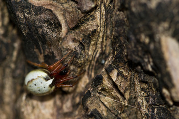female spider