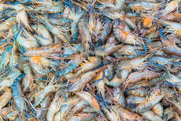Fresh Shrimp