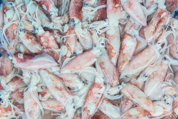 Fresh Squid lay on Tray