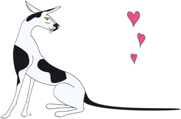 chat oriental shorthair bicolore