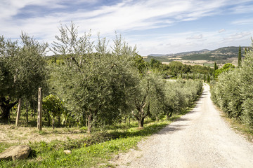 Fototapeta na wymiar Olive trees