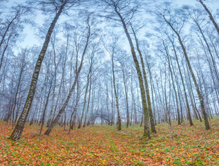 Autumn scenery in the park. Trees with hoarfrost waving in the w