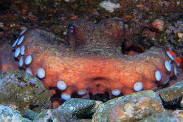 Krake (Octopus vulgaris)