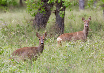 Roe deers in a forest