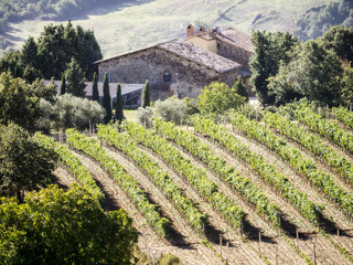 Fototapeta na wymiar Wino Toskania