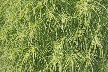 Декоративное растение