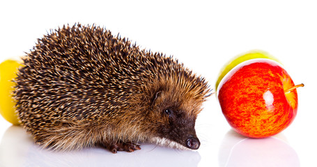 hedgehog isolated on white background