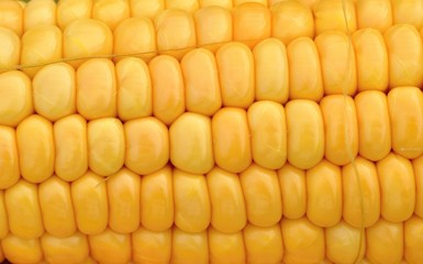 Yellow corn