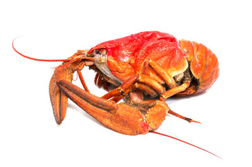 red crayfish on a white background