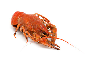 red crayfish on a white background