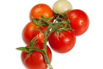 Tomato