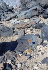Pantelleria