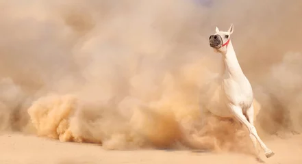 Selbstklebende Fototapete Sandige Wüste Pferd im Staub