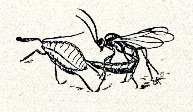 Ichneumon wasp lays eggs in an aphid