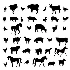Farm Animals vector illustration