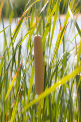 bulrush in nature © schankz