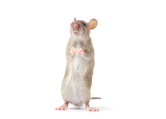 rat