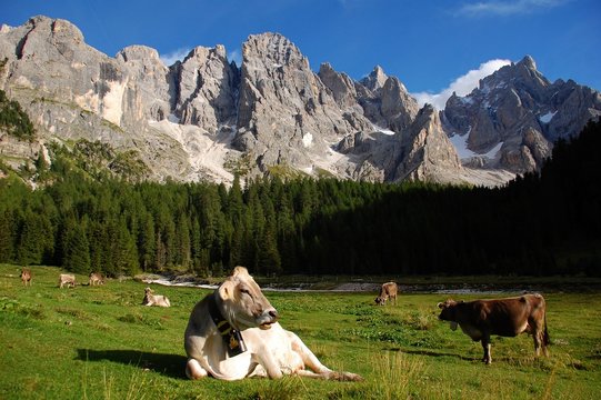 Pale di San Martino dalla Val Venegia