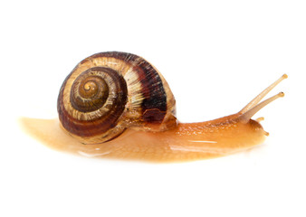 snail on a white background