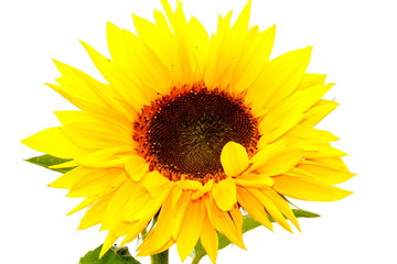 Sonnenblume