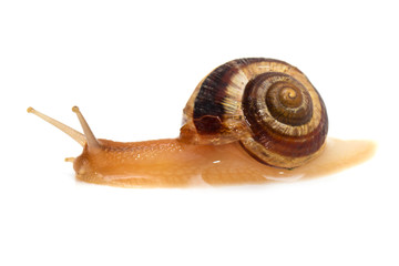 snail on a white background