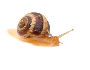 snail on a white background