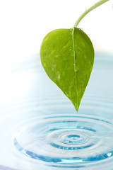 Naklejka na ściany i meble green leaf and water