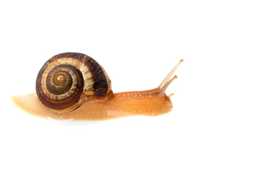 snail on a white background