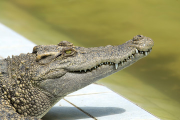 Alligator