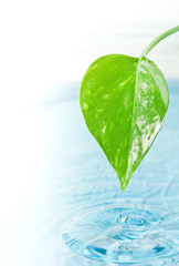 green leaf and water