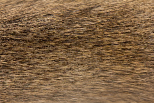 background of fur mouse. macro