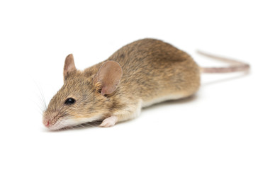 a little mouse isolated on a white background