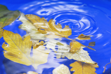 autumn leaves in  water