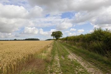 Fototapeta na wymiar wheat field with farm track
